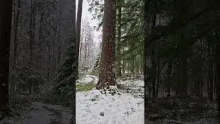 #kootwijk #winter #nature #naturelovers #wandelen #spazieren #wald #netherlands #sneeuw #forest