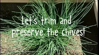 Freezing & Drying Chives the old fashioned way like Gramma used to do! How to preserve herbs