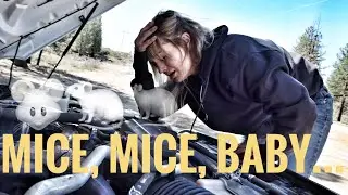 MICE MITIGATION  🐁 - Living in a Cargo Trailer Full Time