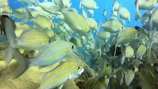 SCUBA DIVING IN PUNTA CANA - BEST OF DECEMBER 2022