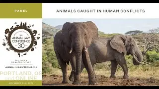 Animals Caught in Human Conflicts