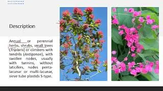 #Polygonaceae