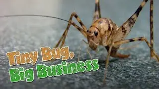 Tiny Bug, Big Business