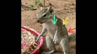 Why Squirrels Have Stripes|New Amazing Fact About Squirrel|#short|#shorts|#short