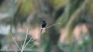 Black wheatear #wildlifephotography# bird photography