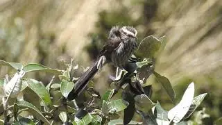 Andean Tit-Spinetail, Papallacta Pass, Ecuador