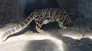 Clouded leopard tackles pumpkin