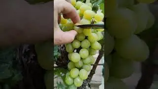 🍇Giant Sweet White Grape #gardening #garden #grapes #grape #farming