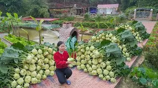 Harvesting Kohlrabi on the Farm for Sale -- Livestock Care and Planting More Vegetables