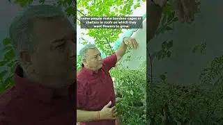 Grow Madhumalti Plant in Your Gardens