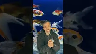 Tickle Fish 🐟 | Silly Belly Tickle Song for Kids | Baby, Toddler & Preschool Music Fun with Flute 🎶