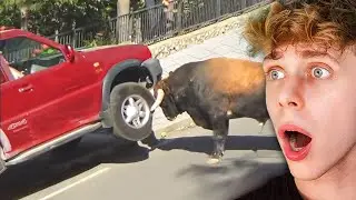 Zwierzęta VS Ludzie!