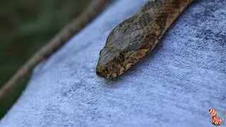 🐍 Culebra viperina (Natrix Maura) - La culebra de agua imitadora de v&iacute;boras  🐍