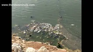 Thousands of dead fish float in Bengaluru's Ulsoor lake