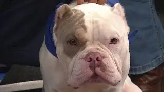 KPRC 2 Pet Project: Meet Meatball, the pup who is full of energy