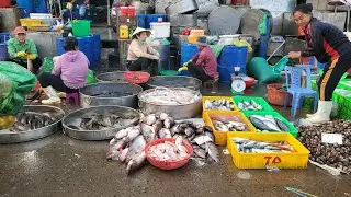 Chợ đầu mối bình điền sáng thứ sáu cá phai 60k cá phi 25k cá bè trang 40k ế quá xổ 