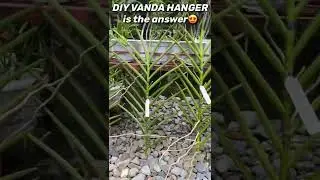 No Space No Time No Problem for New Vandas | How To Grow Vanda Orchid | DIY Vanda Hanger