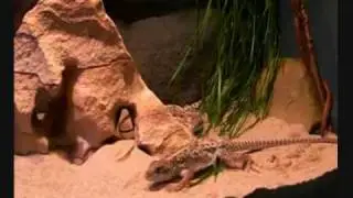 Long nosed leopard lizards. Information for the beginner hobbiest.