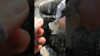 КАК НАСАДИТЬ КРЕВЕТКУ НА НАЖИВКУ :D! #шорты #рыбалка