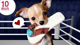 Daddy and Panda - The animal world, dogs, chihuahua, monkeys, penguins, kangaroo