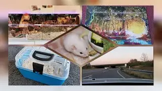 Ein Chinesischer Streifenhamster zieht ein | Herzlich Willkommen kleiner Maui