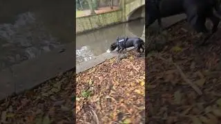 On the way home from work when my retired police canine made  a sad discovery #crime #k9 #police