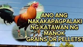ANO ANG NAKAKAPAGPALAKI NG KATAWAN NG MANOK GRAINS OR PELLETS? #breedingtips #backyardbreeder #farm