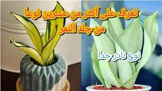 أكثر من عشرين نوعا من جلد النمر more than 20 species of #sansevieria