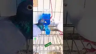 Pigeon Double-Mouth Water Feeder DIY | Easy Bird Hydration Guide #pigeoncare