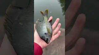 Bream#fishing #bassfishing #breamfishing #bream #breamspot #fish #fishingvideo #rod #fishingtips