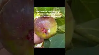 Our figs are on a black mission. 🪐 #ancestralwisdom #naturesnectar #saturnreturn