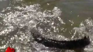 South Florida Croc Resurgence Threatens People