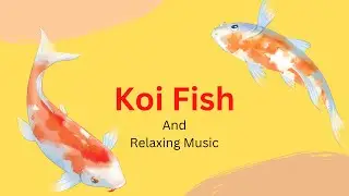 Koi Fish / Relaxing Music Video