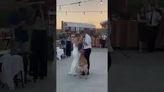 Clingy Golden Retriever Interrupts Wedding Dance