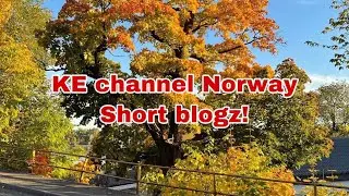 Shoe Gallery #Shorts