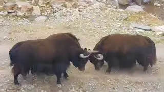 On the road side. Yaks game is started and can’t stop ✋🏻 #animals #trending #viral #youtube #games 
