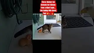 Fierce Mother Cat Defends Her Kittens From a Giant Eagle&hellip; The Ending Will Shock You! 🐱🦅🔥#MotherCat