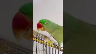 Митху ест яблоко 🍎😂😂 #mithu #parrot #shortvideo