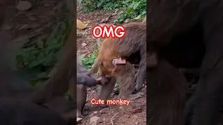 monkey funny shorts 🥴 cut baby monkey 🐒 viral funny shorts #shorts #funny #monkey #youtubeshorts