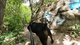 bear hiking along bull creek
