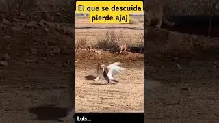 Gato caza paloma #viralvideo #lomejor #edit #historias #historia #elmejor #video