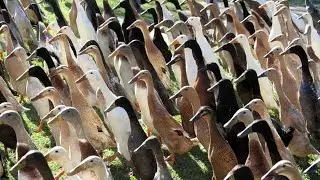 Duck Parade Around Vineyards