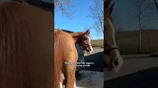 Help mom pay my vet bills &ndash; join the journey! 🙏🏼💰#horse #equestrian #horses #funny #fun #trending