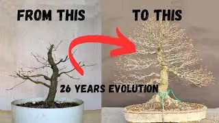 Evolution of Japanese Maple Bonsai in 26 Years