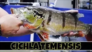 CATCHING & moving 3 TEMENSIS PEACOCK BASS to the MEGA TANK part 2