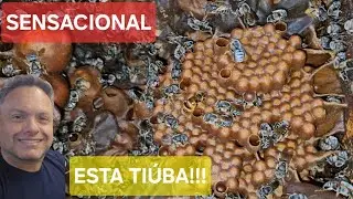 IMPRESSIONANTE o desenvolvimento das TIÚBAS de 50 reais!!! + Revisão de caixas filhas...