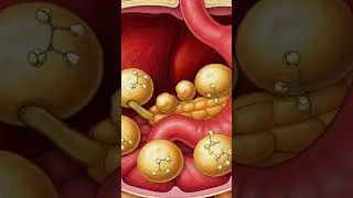 What Happens When a Dog Drinks Milk? | Dog Digestive System 3D Animation