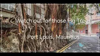 Those Darn Fig Trees. 