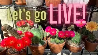 Let&rsquo;s go Live! Spring Cactus Blooms for Today, May 27 | Cactus Flowers | Succulents