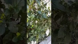 mis kokulu kartopu çiçeği bitkisi hakkında herşey - viburnum yada lucidum bitkisi-bahçe çiti bitkisi